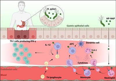 HP-NAP of Helicobacter pylori: The Power of the Immunomodulation